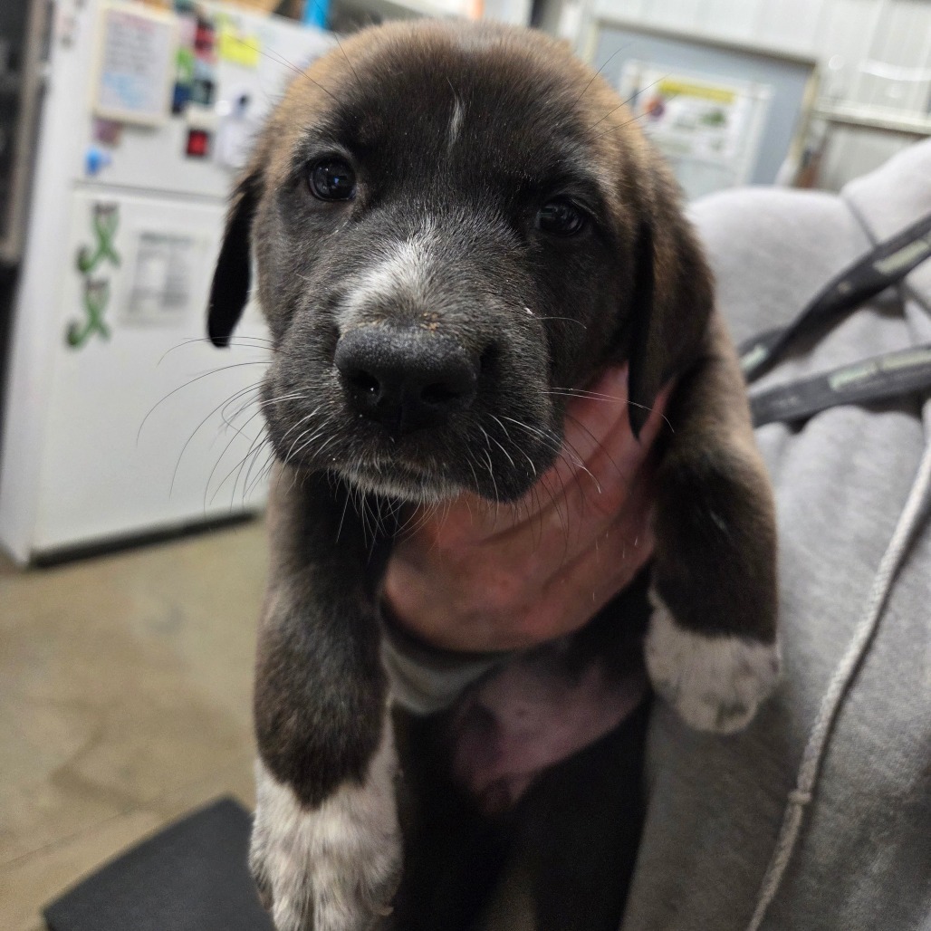 Cookie -2 Tone Purple Stripe Collar, an adoptable Mixed Breed in Bismarck, ND, 58507 | Photo Image 1