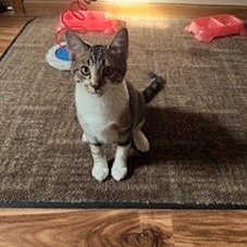 Blaze, an adoptable Domestic Short Hair in Bismarck, ND, 58507 | Photo Image 1