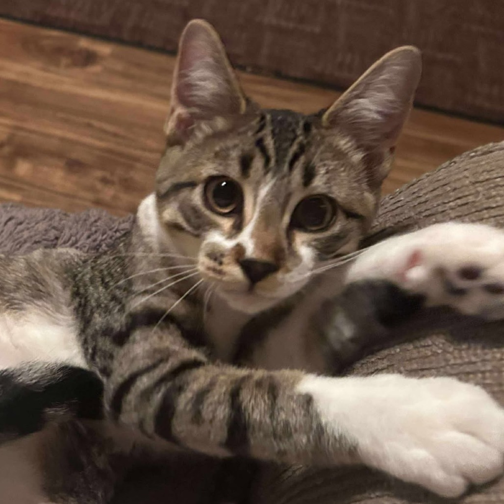 Blaze, an adoptable Domestic Short Hair in Bismarck, ND, 58507 | Photo Image 1