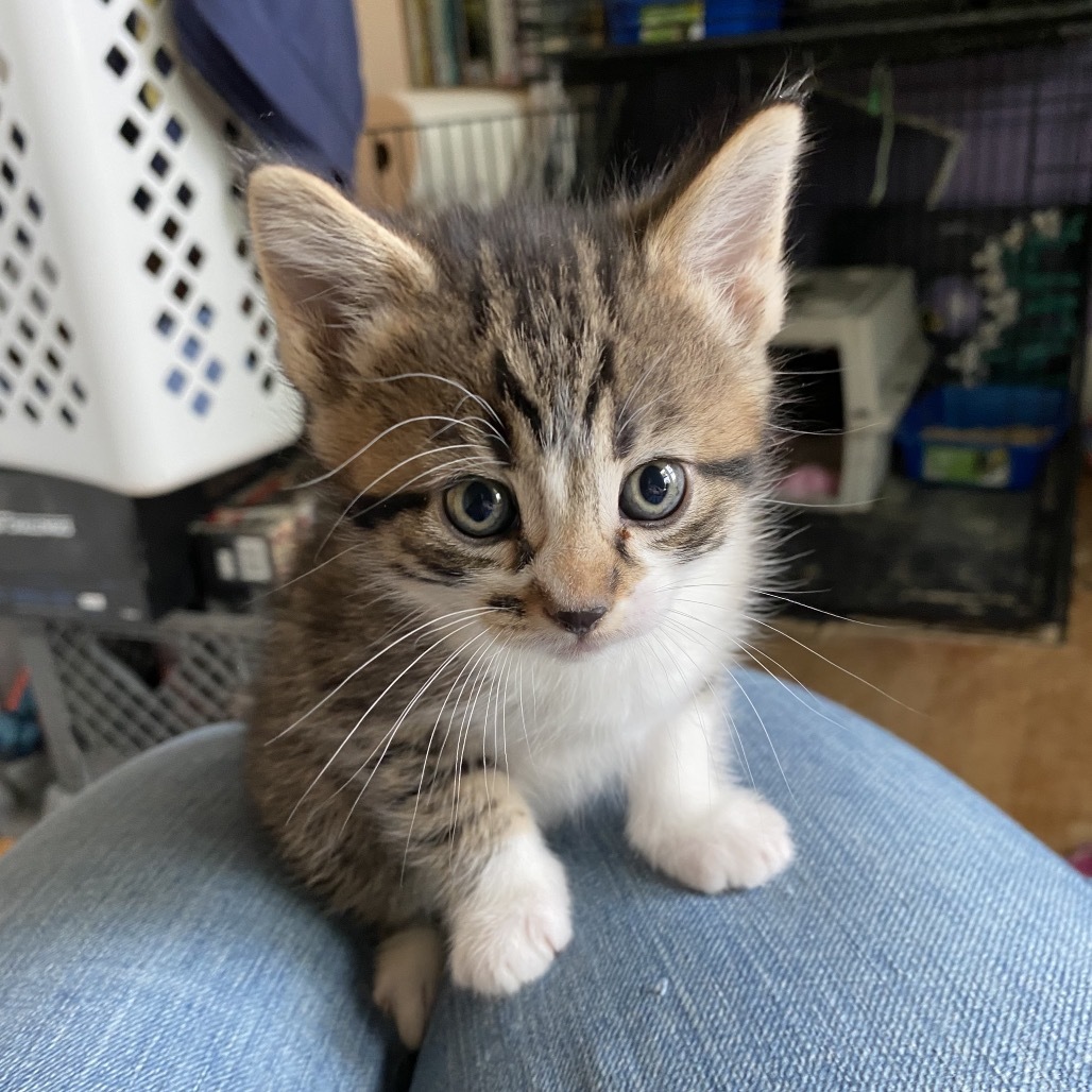 Blaze, an adoptable Domestic Short Hair in Bismarck, ND, 58507 | Photo Image 1
