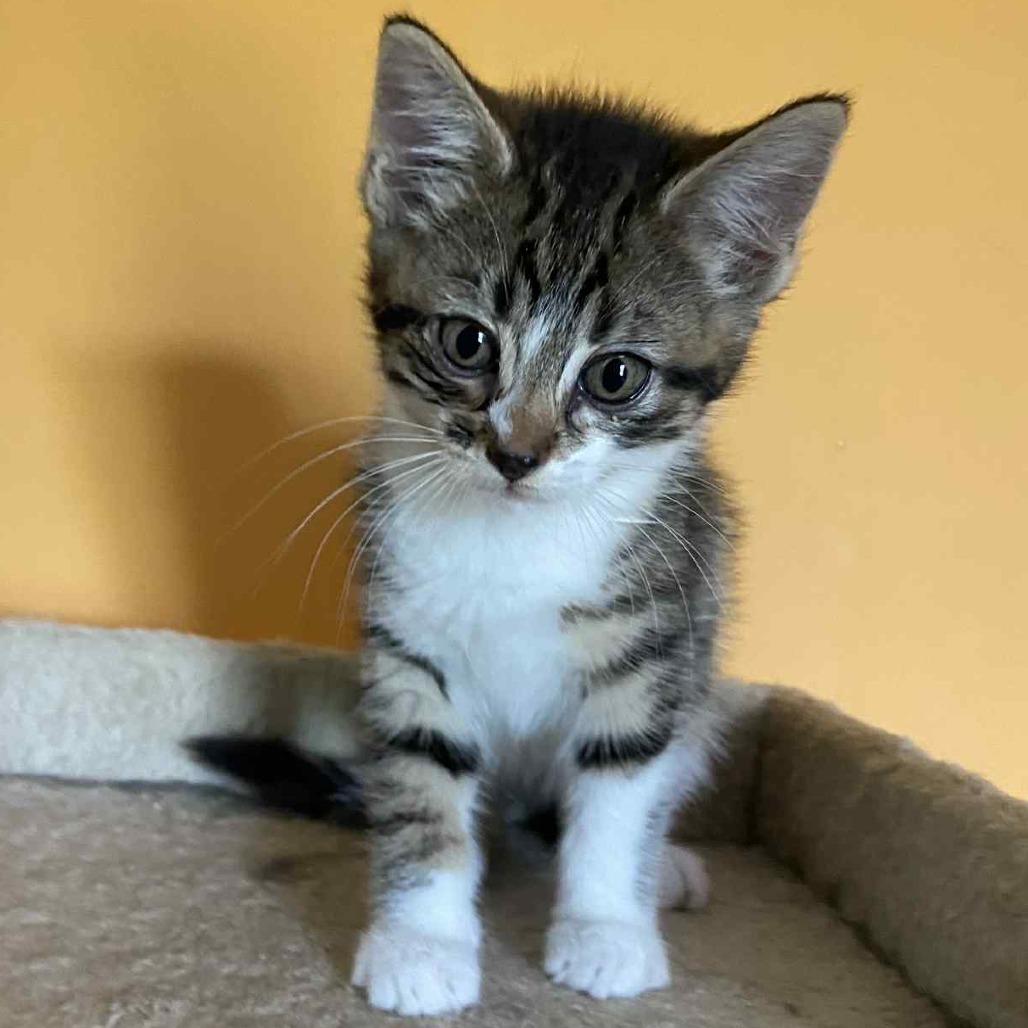 Blaze, an adoptable Domestic Short Hair in Bismarck, ND, 58507 | Photo Image 3