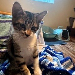 Blaze, an adoptable Domestic Short Hair in Bismarck, ND, 58507 | Photo Image 4