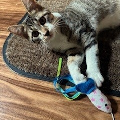 Blaze, an adoptable Domestic Short Hair in Bismarck, ND, 58507 | Photo Image 5