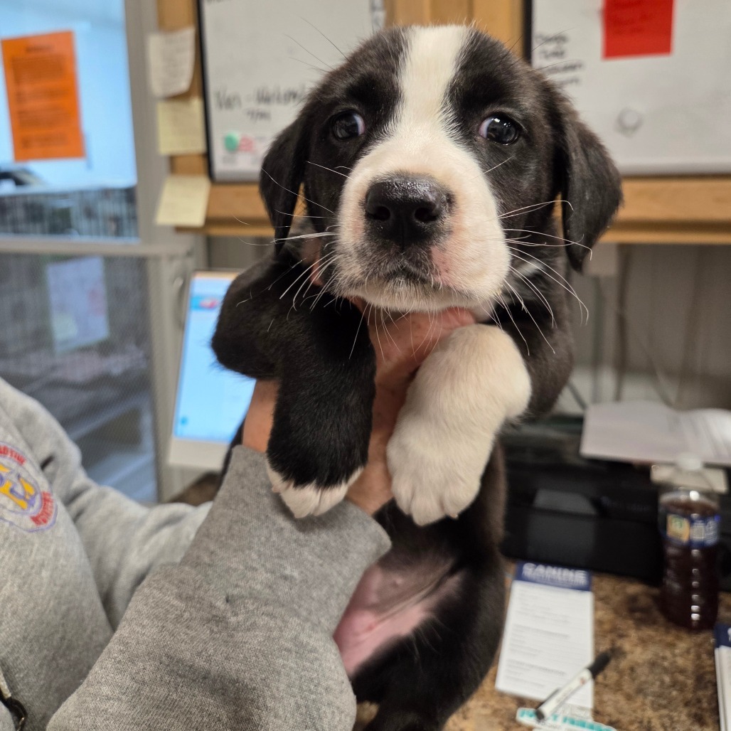 Tickle - Pink & Green Bubble Collar, an adoptable Mixed Breed in Bismarck, ND, 58507 | Photo Image 1
