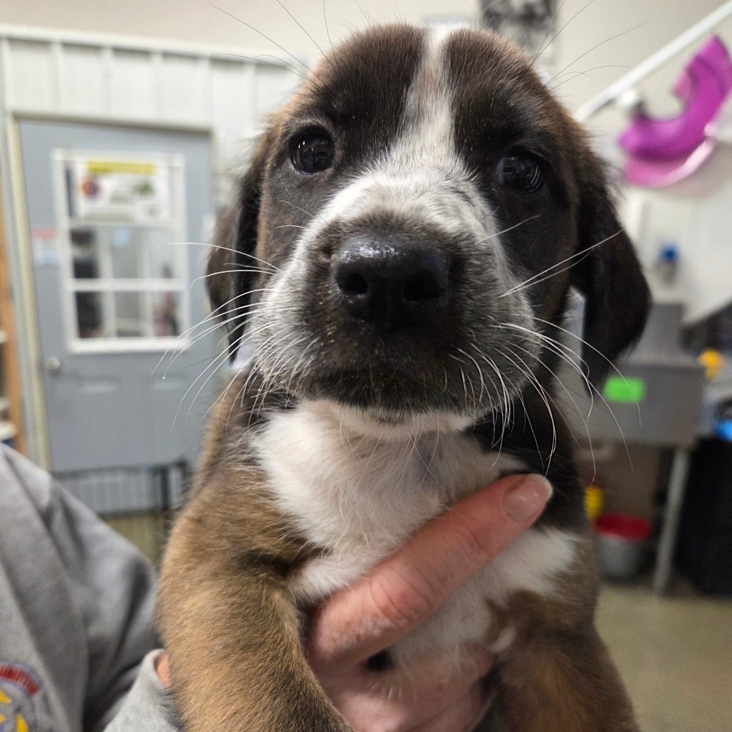 Biscuit - Hot Pink Collar, an adoptable Mixed Breed in Bismarck, ND, 58507 | Photo Image 1