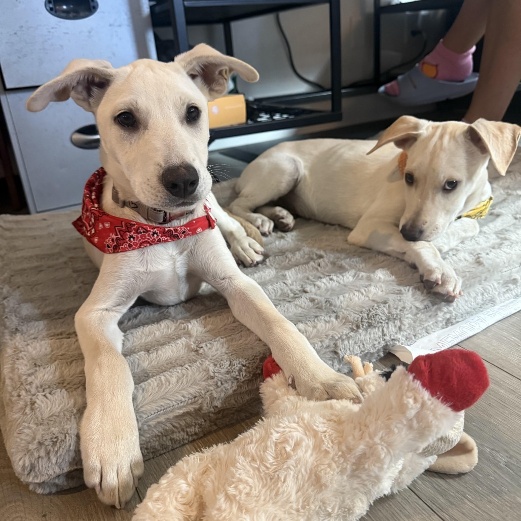 Denver (Daphne Pup 2), an adoptable Mixed Breed in Bend, OR, 97702 | Photo Image 1