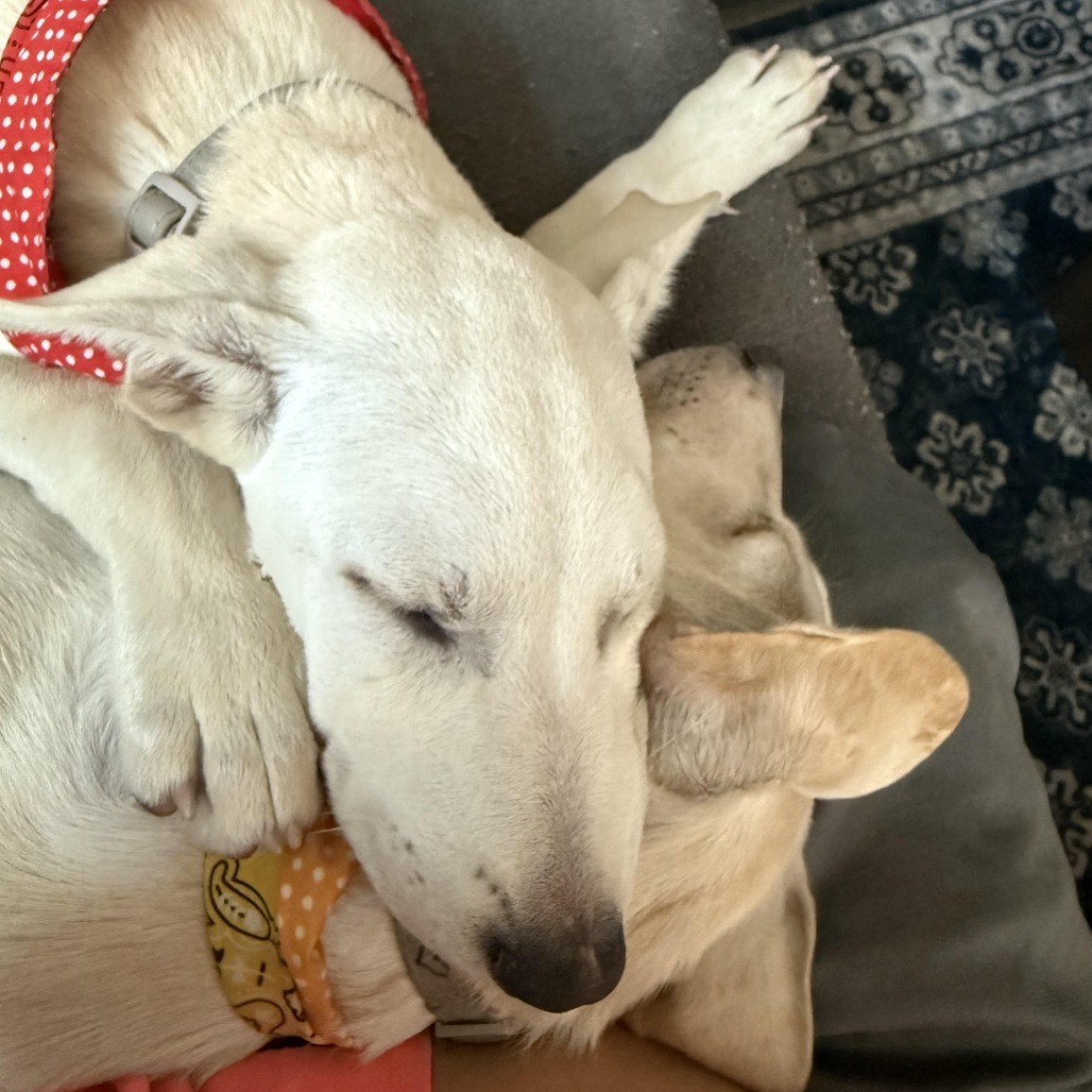 Denver (Daphne Pup 2), an adoptable Mixed Breed in Bend, OR, 97702 | Photo Image 3