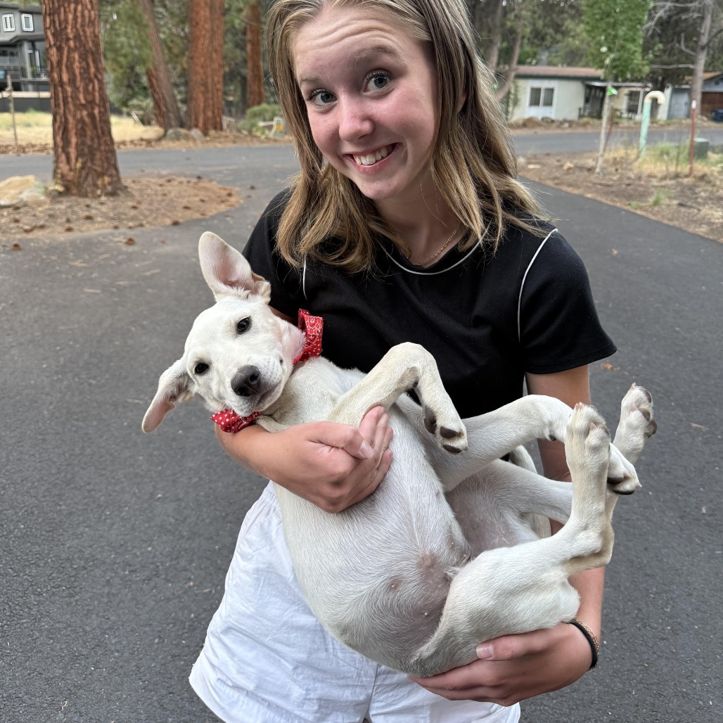 Denver (Daphne Pup 2), an adoptable Mixed Breed in Bend, OR, 97702 | Photo Image 4