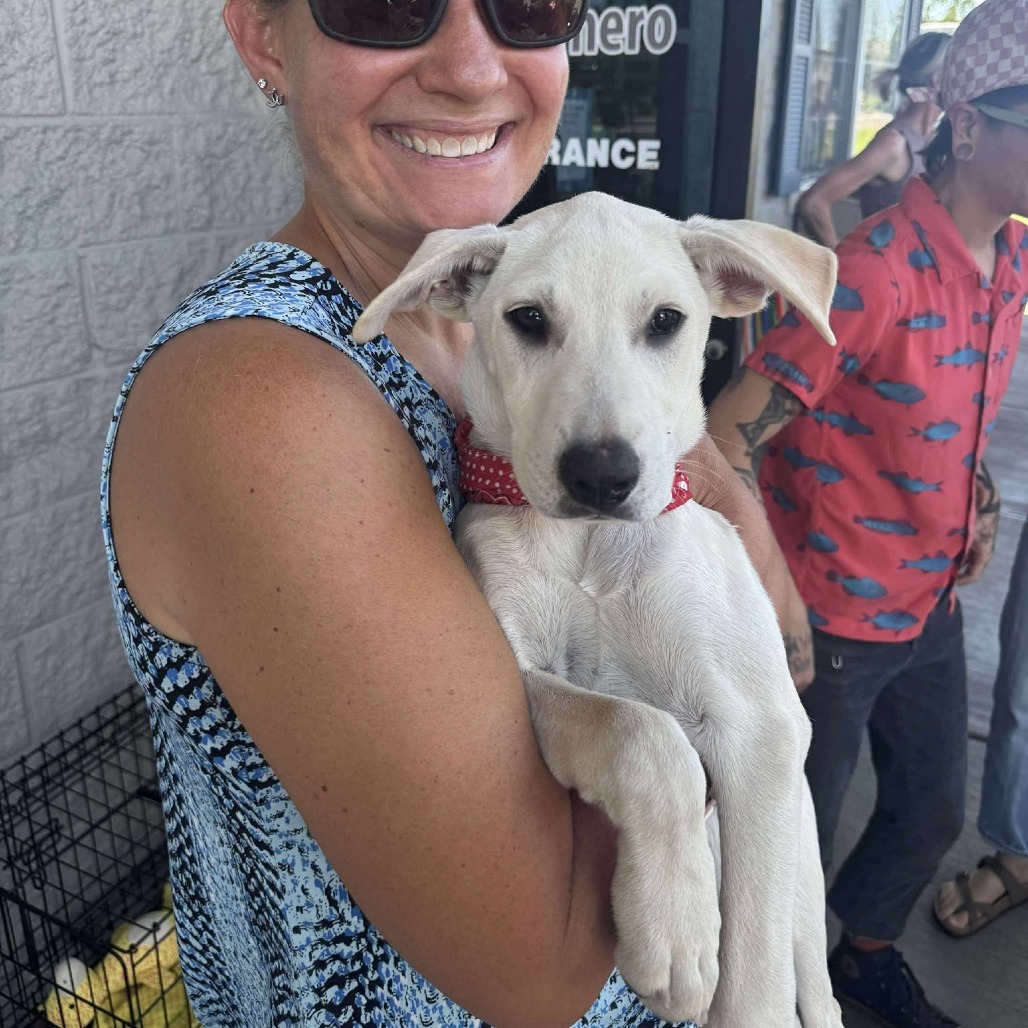 Denver (Daphne Pup 2), an adoptable Mixed Breed in Bend, OR, 97702 | Photo Image 5