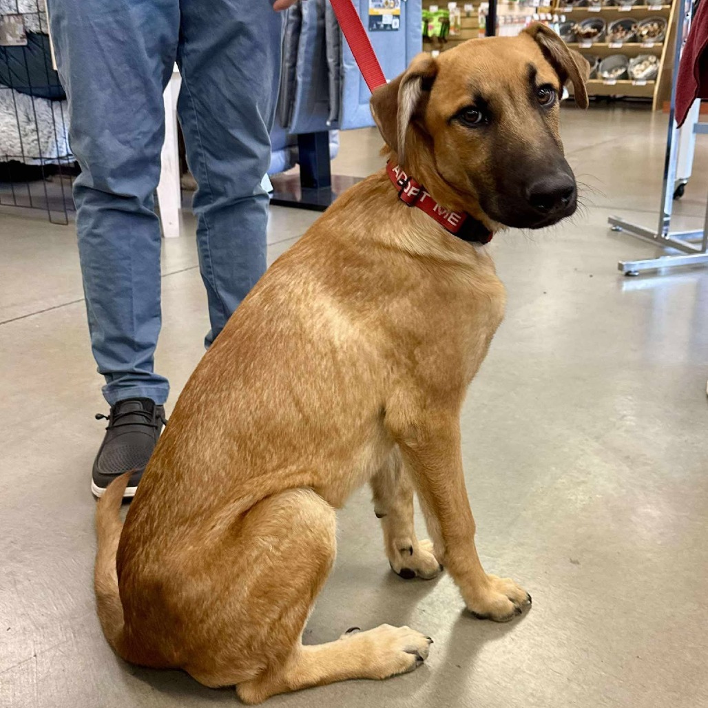Wyatt, an adoptable Mixed Breed in Bend, OR, 97702 | Photo Image 1
