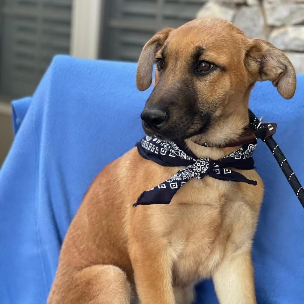 Wyatt, an adoptable Mixed Breed in Bend, OR, 97702 | Photo Image 2