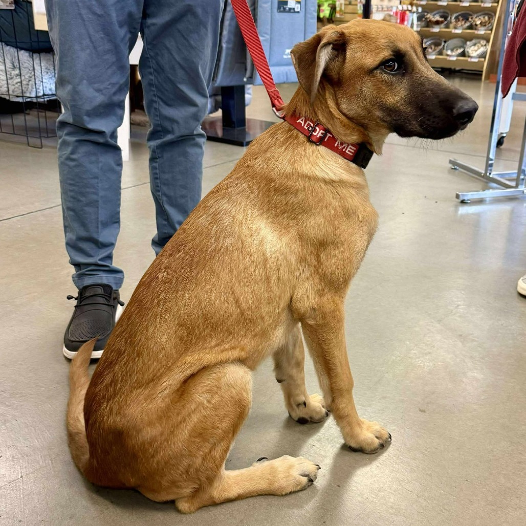 Wyatt, an adoptable Mixed Breed in Bend, OR, 97702 | Photo Image 3
