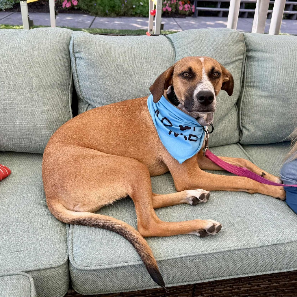 Masha, an adoptable Mixed Breed in Bend, OR, 97702 | Photo Image 1