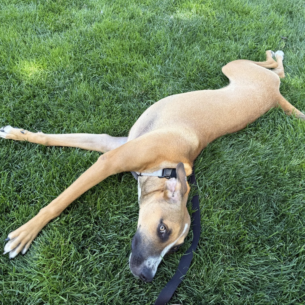 Masha, an adoptable Mixed Breed in Bend, OR, 97702 | Photo Image 2