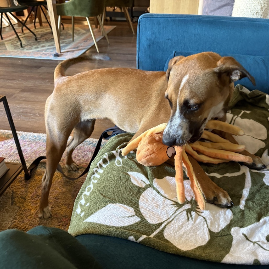 Masha, an adoptable Mixed Breed in Bend, OR, 97702 | Photo Image 4