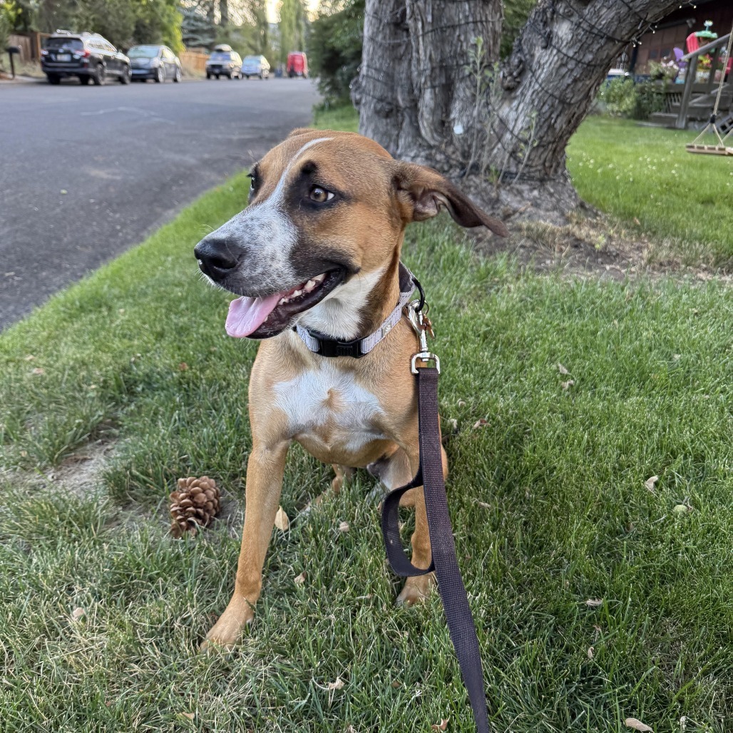 Masha, an adoptable Mixed Breed in Bend, OR, 97702 | Photo Image 5