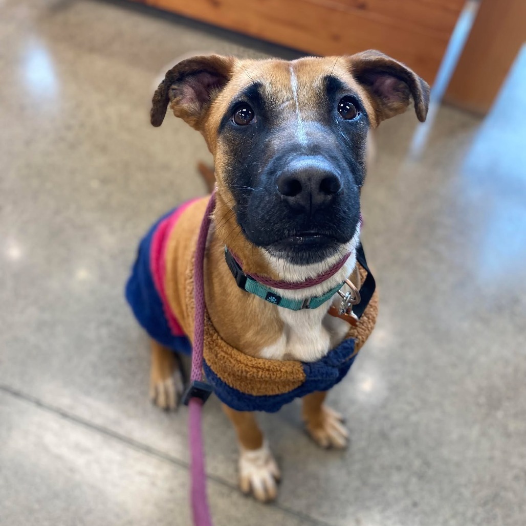 Gaby - **Adoption Special!**, an adoptable Mixed Breed in Bend, OR, 97702 | Photo Image 1