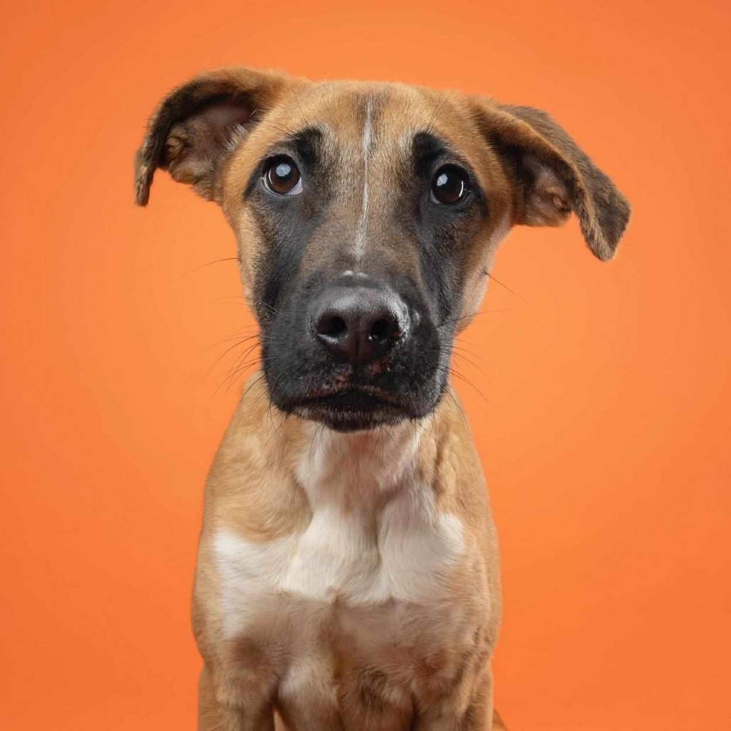 Gaby - **Adoption Special!**, an adoptable Mixed Breed in Bend, OR, 97702 | Photo Image 2