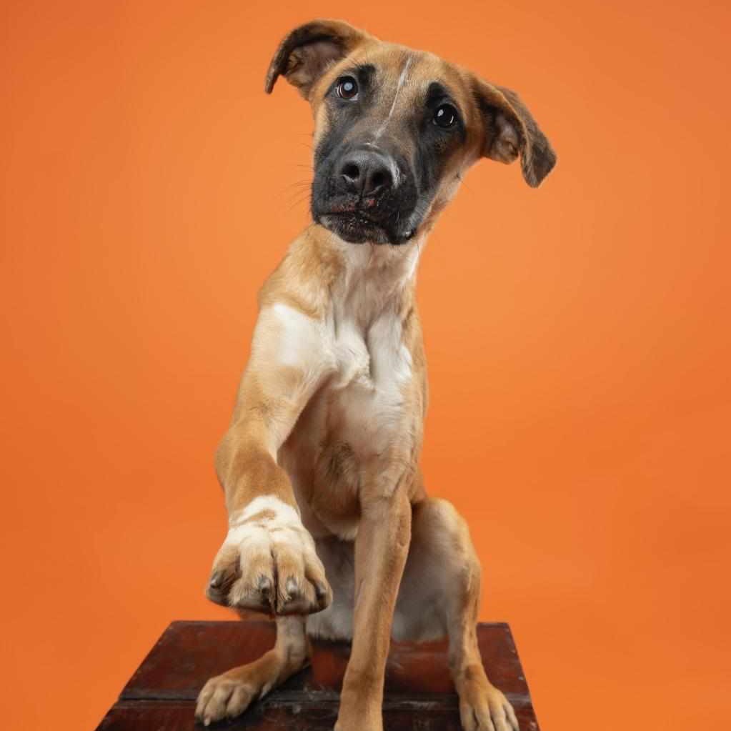 Gaby - **Adoption Special!**, an adoptable Mixed Breed in Bend, OR, 97702 | Photo Image 3