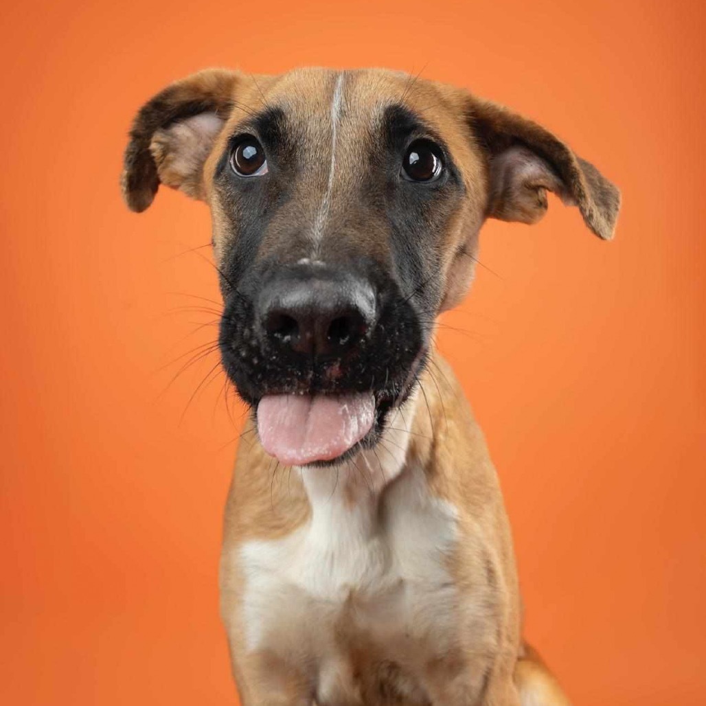 Gaby - **Adoption Special!**, an adoptable Mixed Breed in Bend, OR, 97702 | Photo Image 4
