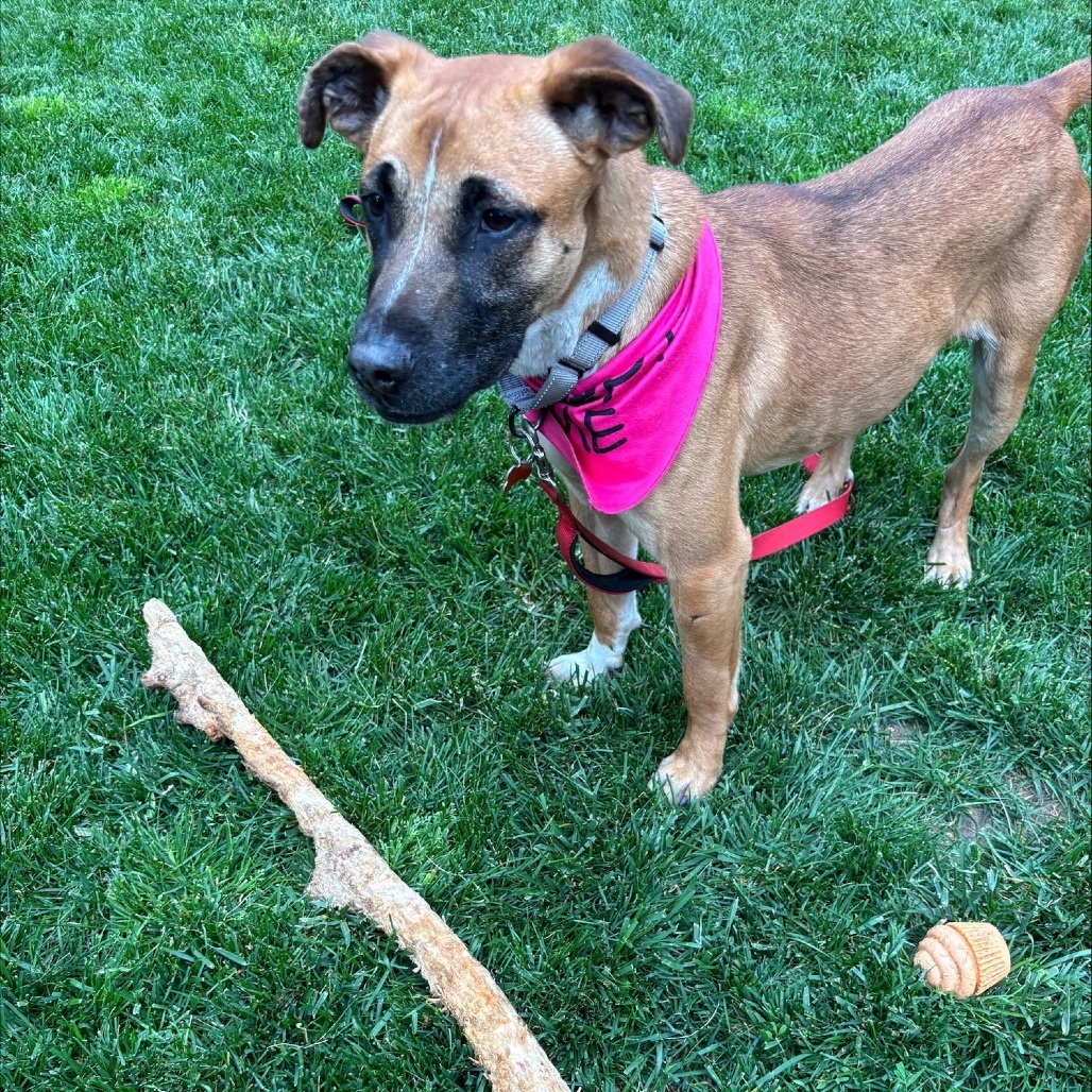 Gaby - **Adoption Special!**, an adoptable Mixed Breed in Bend, OR, 97702 | Photo Image 6