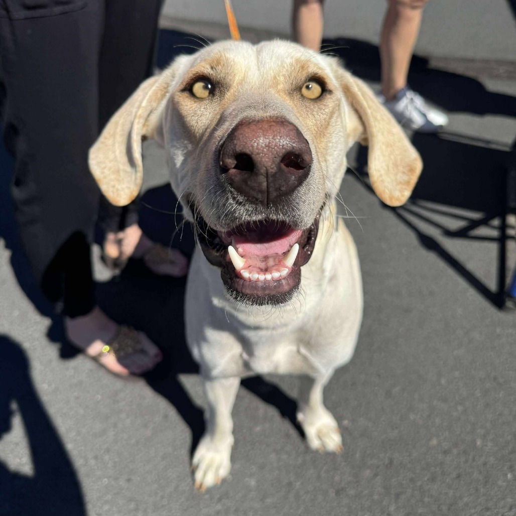 Sunkist, an adoptable Hound, Mixed Breed in Bend, OR, 97702 | Photo Image 1