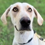 Sunkist, an adoptable Hound, Mixed Breed in Bend, OR, 97702 | Photo Image 2