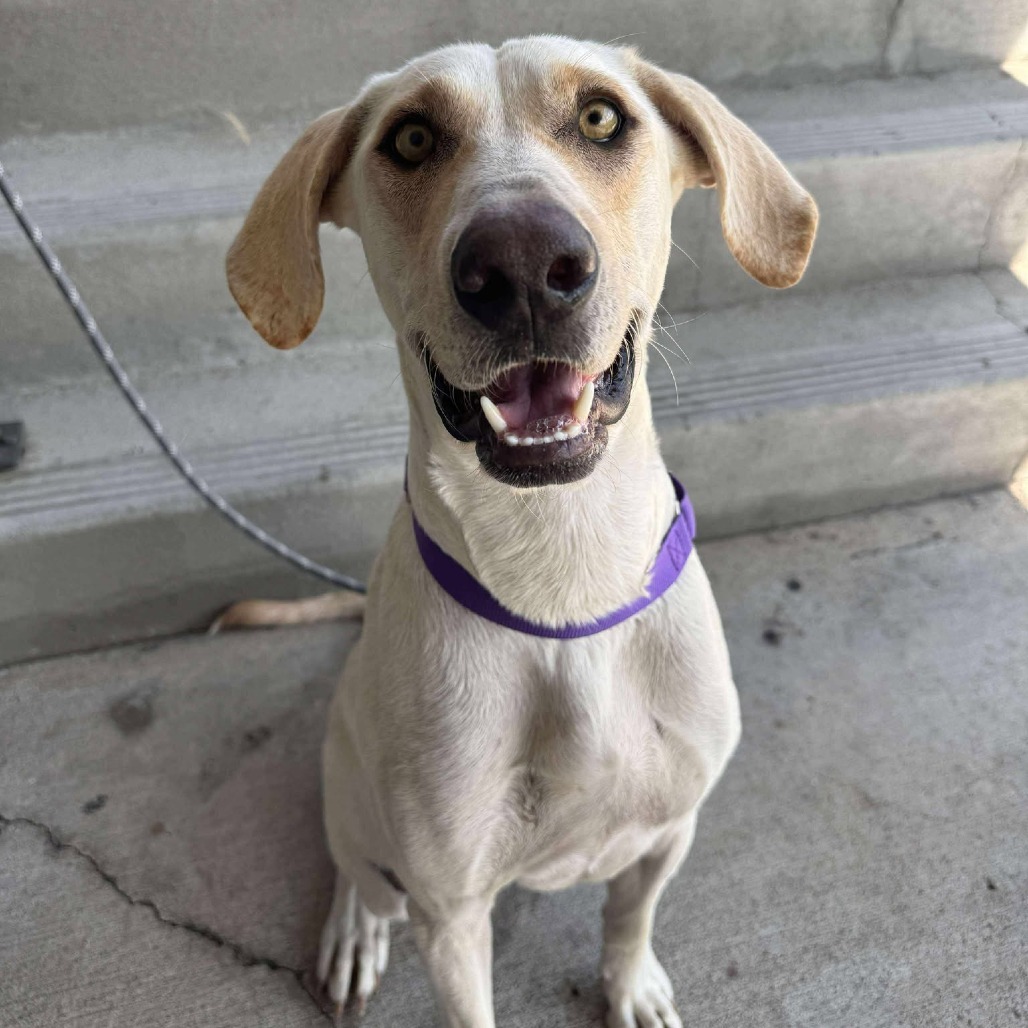 Sunkist, an adoptable Hound, Mixed Breed in Bend, OR, 97702 | Photo Image 3