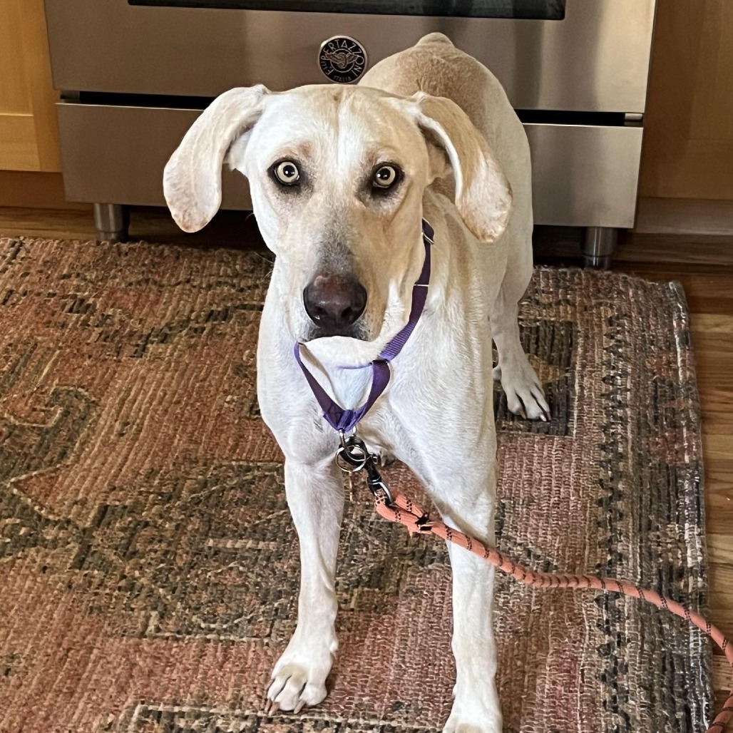 Sunkist, an adoptable Hound, Mixed Breed in Bend, OR, 97702 | Photo Image 4