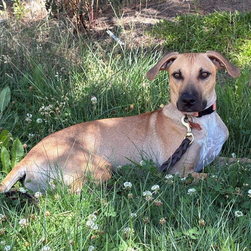 Max, an adoptable Mixed Breed in Bend, OR, 97702 | Photo Image 1