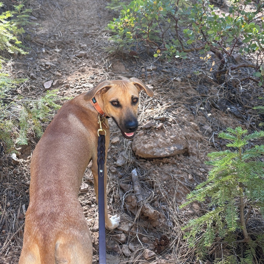 Max, an adoptable Mixed Breed in Bend, OR, 97702 | Photo Image 2