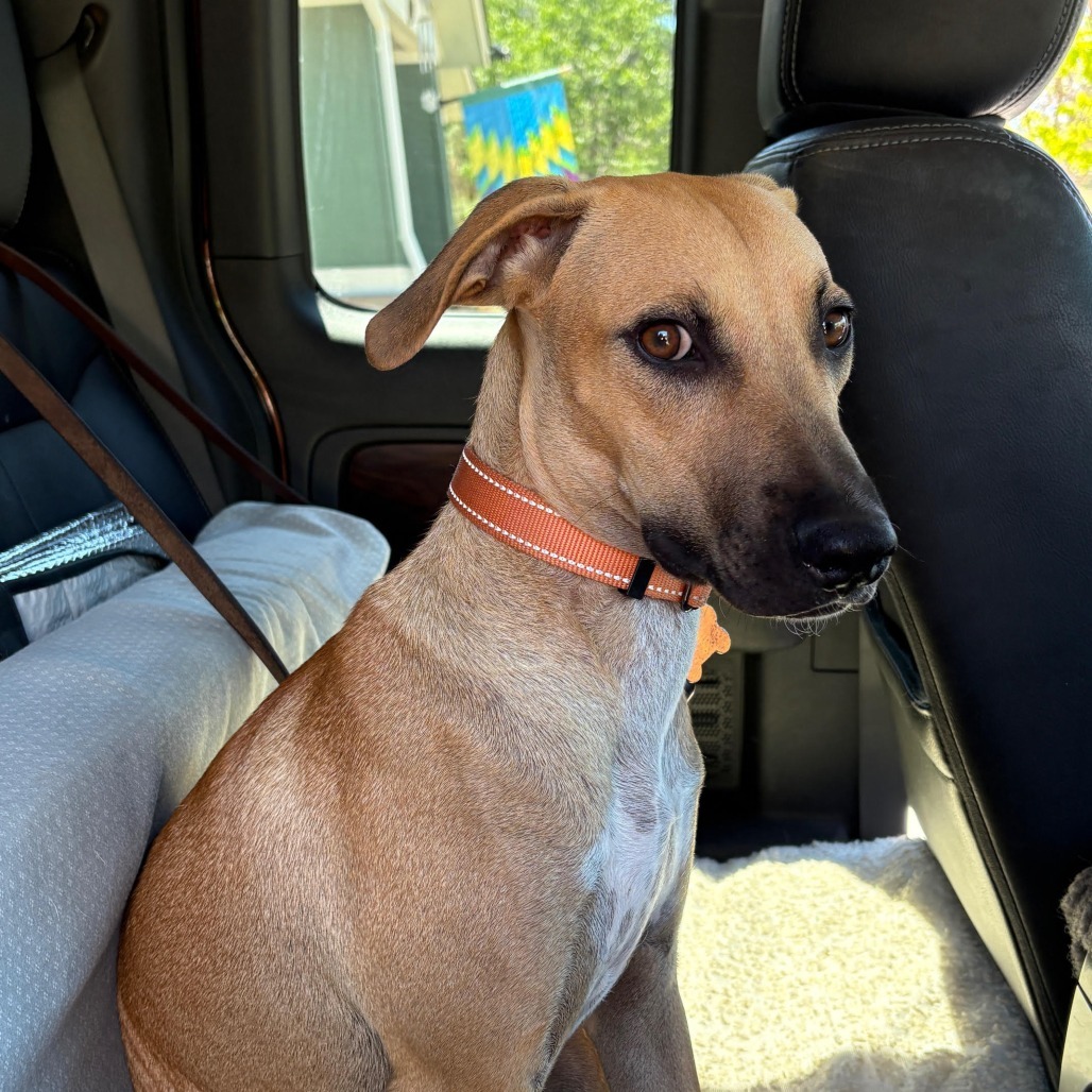 Max, an adoptable Mixed Breed in Bend, OR, 97702 | Photo Image 4