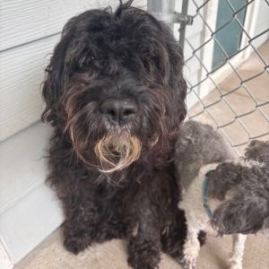 Gigi (bonded with Gelato), Adult Female unknown