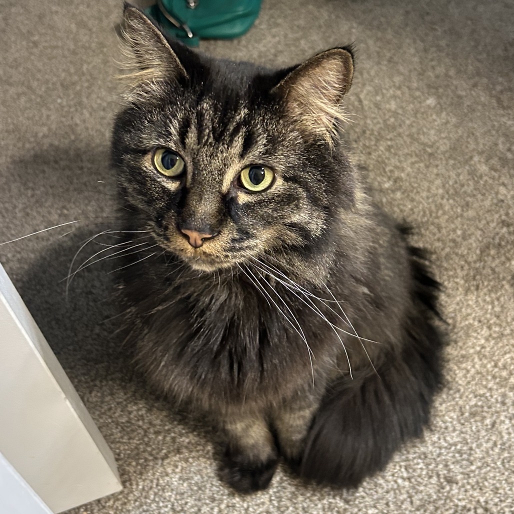 Rufus