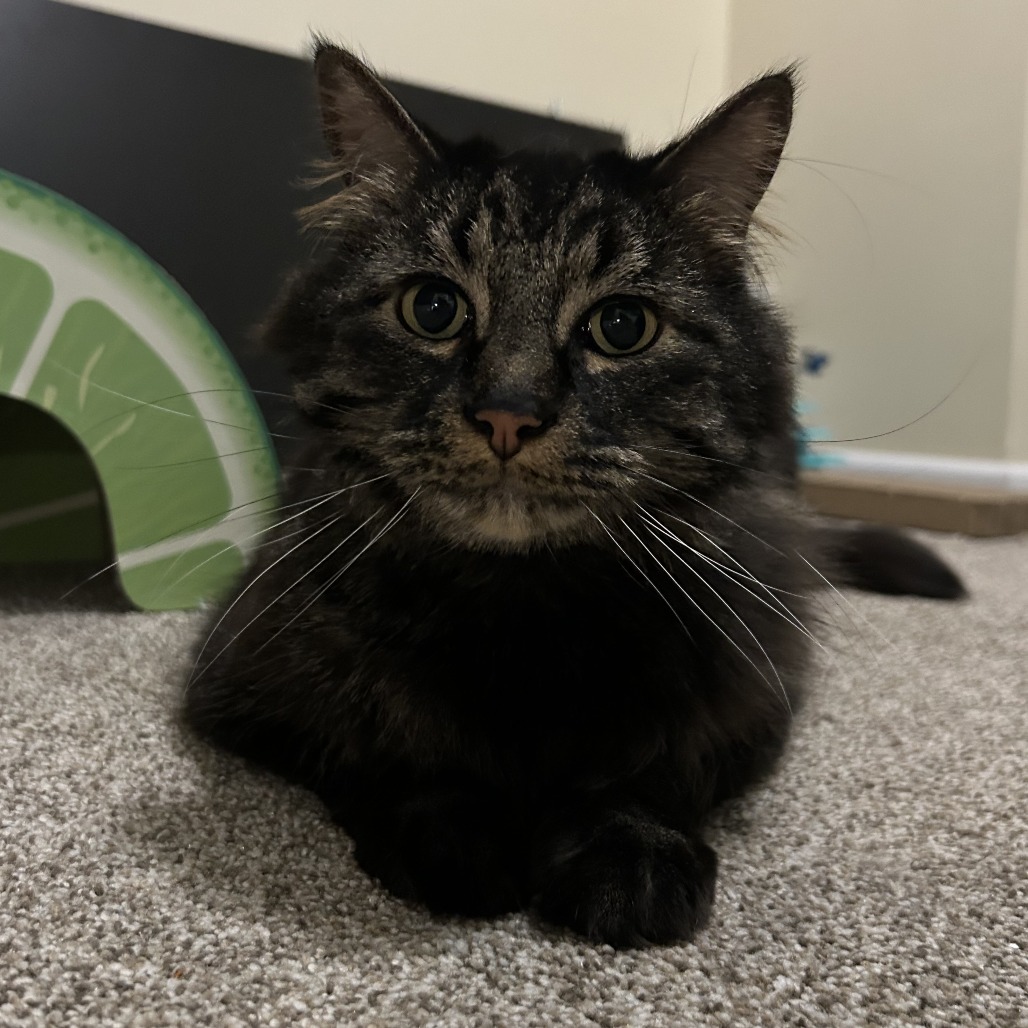 Rufus