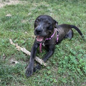 Juno, Adult Female unknown