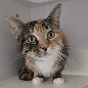 Missy pop, Senior Female unknown
