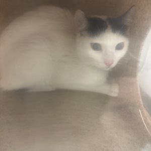 JoJo, Adult Female unknown