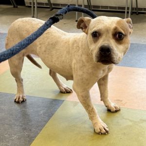 Bodhi, Adult Female unknown