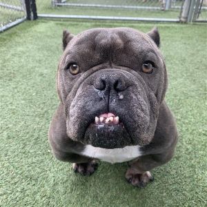 Porkchop, Adult Male unknown