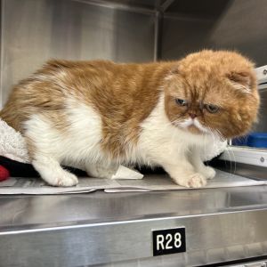 Pepper, Senior Male unknown
