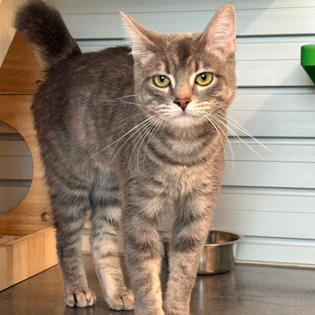 Penelope, an adoptable Domestic Short Hair in Hailey, ID, 83333 | Photo Image 1