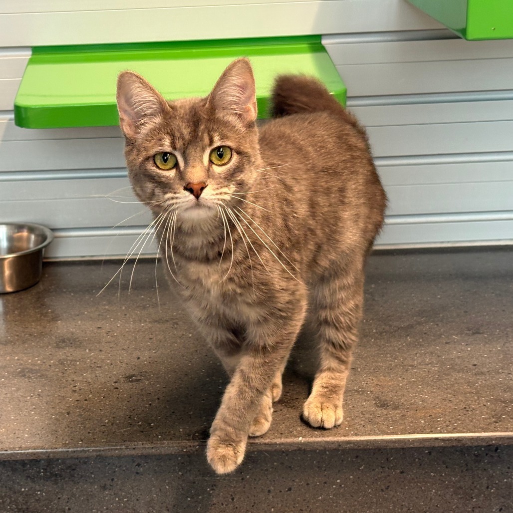 Penelope, an adoptable Domestic Short Hair in Hailey, ID, 83333 | Photo Image 2