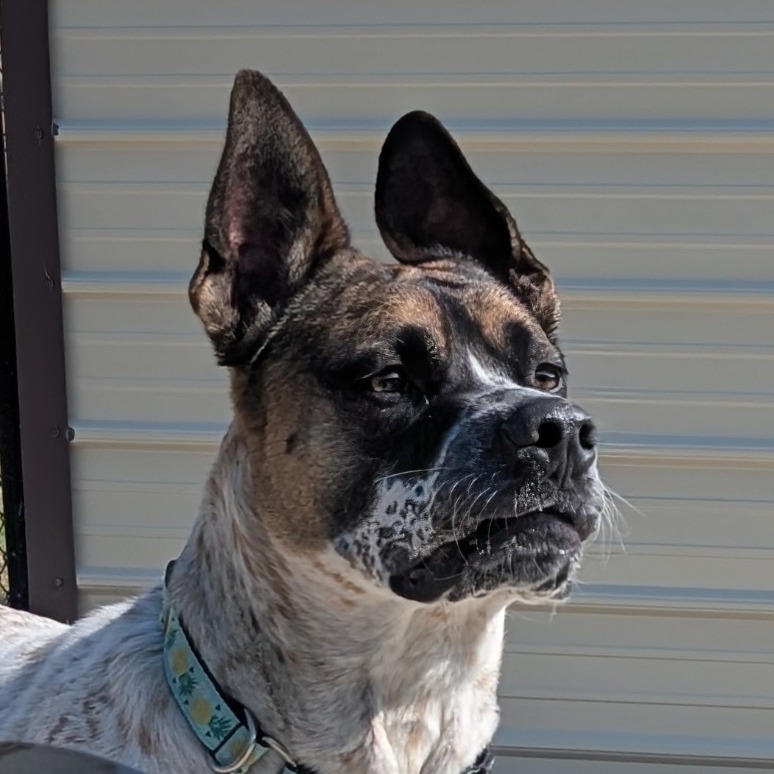 Yarrow, an adoptable Mixed Breed in Hailey, ID, 83333 | Photo Image 1