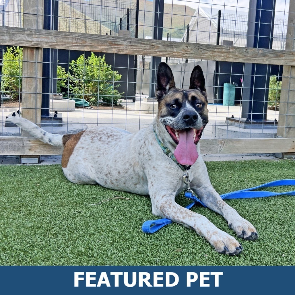 Yarrow, an adoptable Mixed Breed in Hailey, ID, 83333 | Photo Image 1