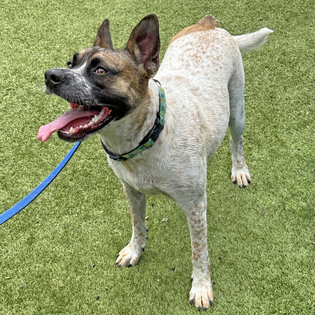 Yarrow, an adoptable Mixed Breed in Hailey, ID, 83333 | Photo Image 3
