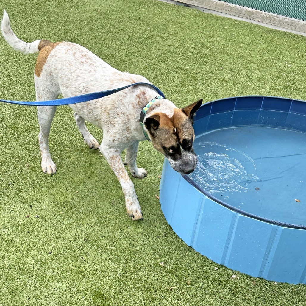 Yarrow, an adoptable Mixed Breed in Hailey, ID, 83333 | Photo Image 4