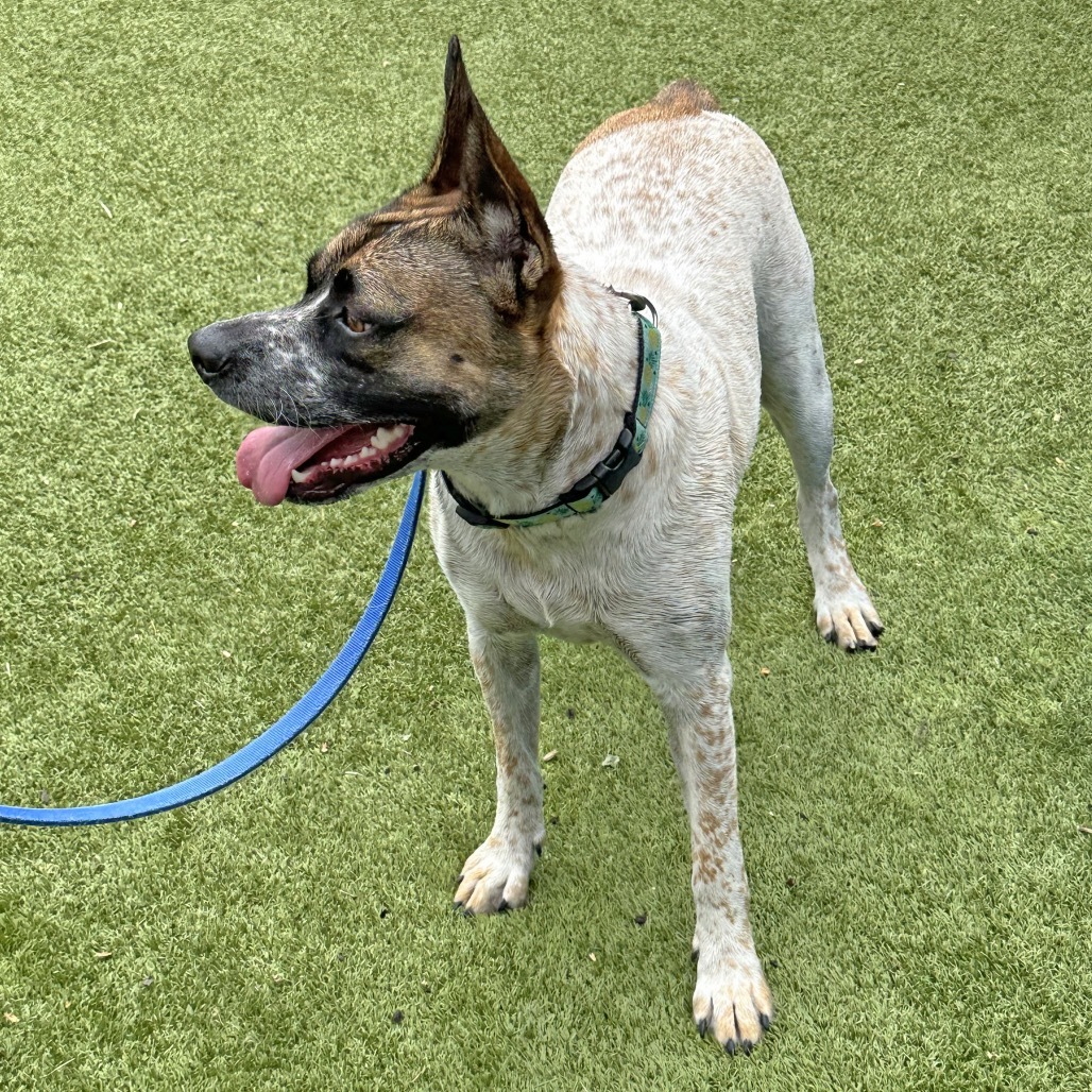 Yarrow, an adoptable Mixed Breed in Hailey, ID, 83333 | Photo Image 4