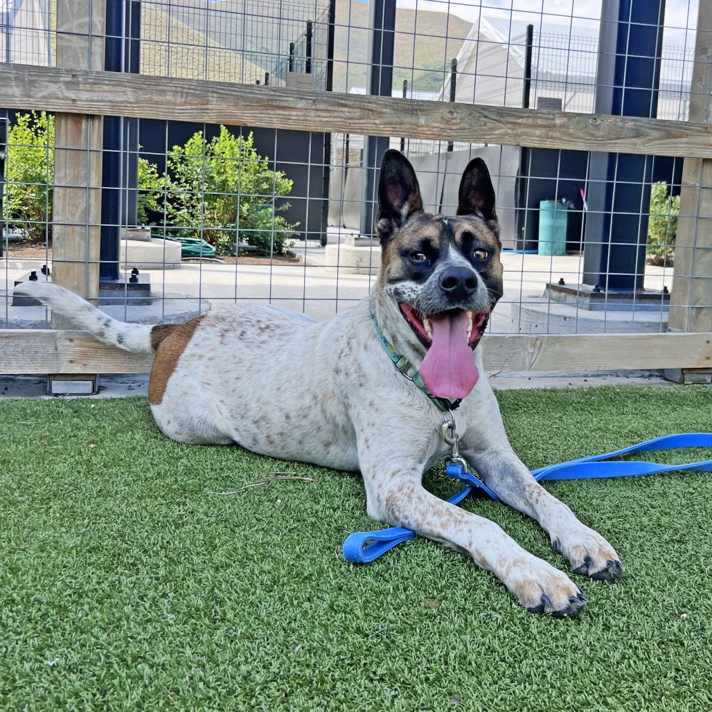 Yarrow, an adoptable Mixed Breed in Hailey, ID, 83333 | Photo Image 5