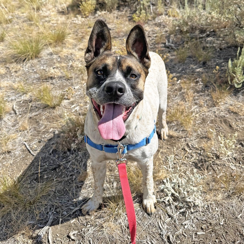 Yarrow, an adoptable Mixed Breed in Hailey, ID, 83333 | Photo Image 6